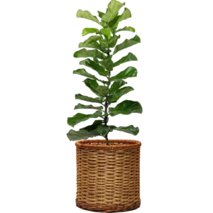 Zamioculcas zamiifolia
