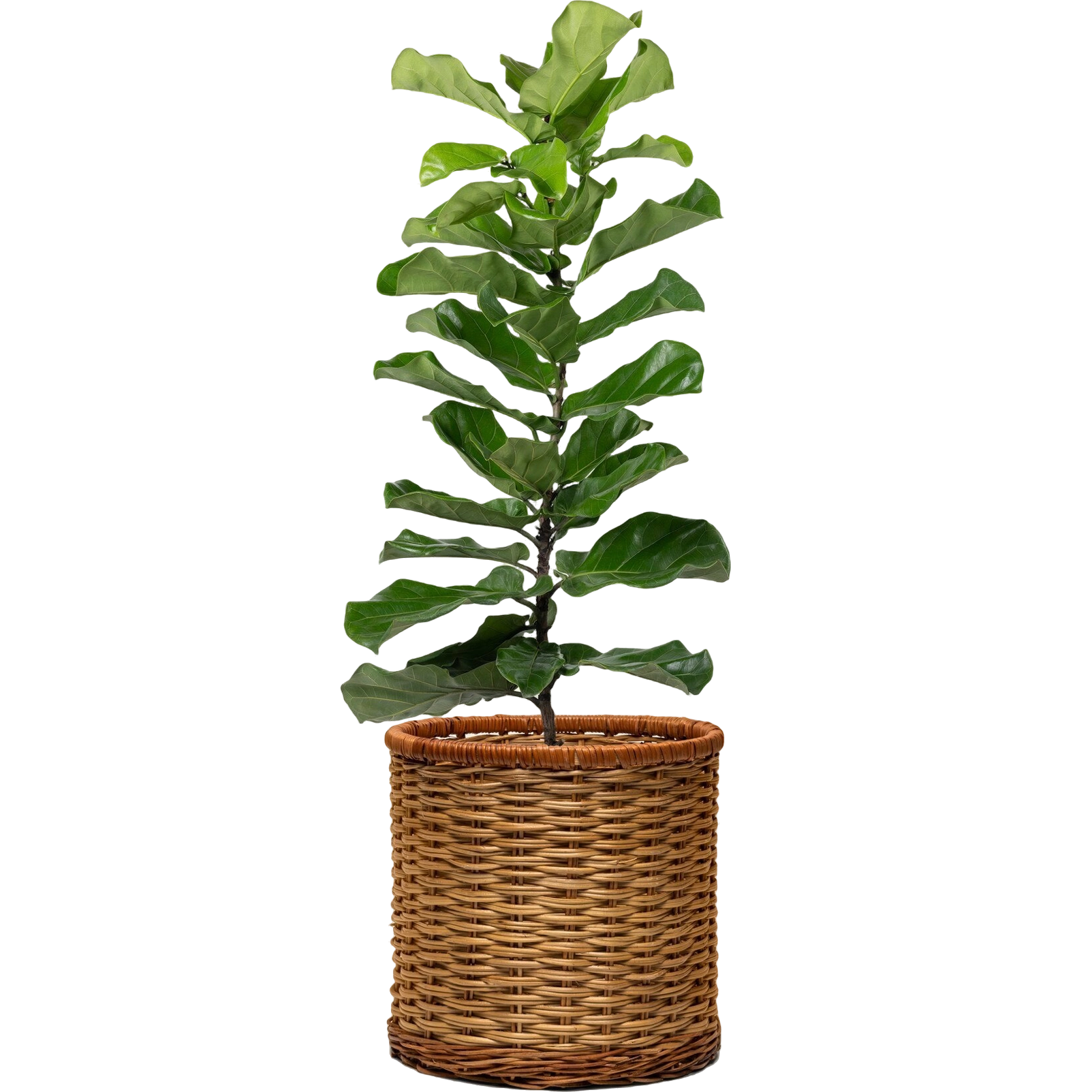 Zamioculcas zamiifolia