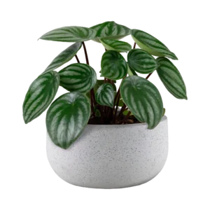 Ficus Lyrata Plant