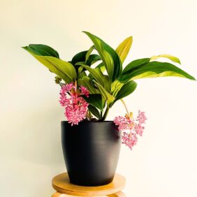 Medinilla