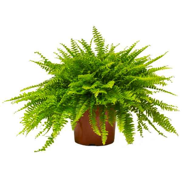 Boston Fern
