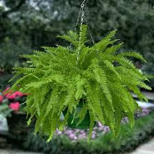 Boston Fern - Image 2