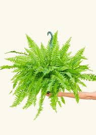 Boston Fern - Image 3