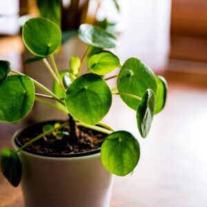 chinese money plant