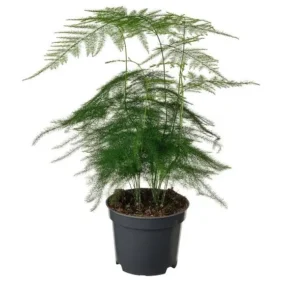 fern